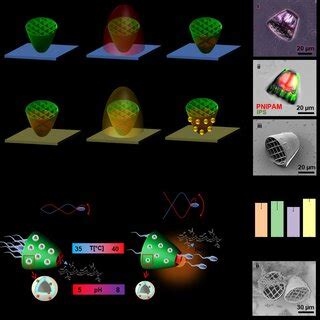 A Fabrication Steps Of The D Printed Microcarrier Tpp Of Ips