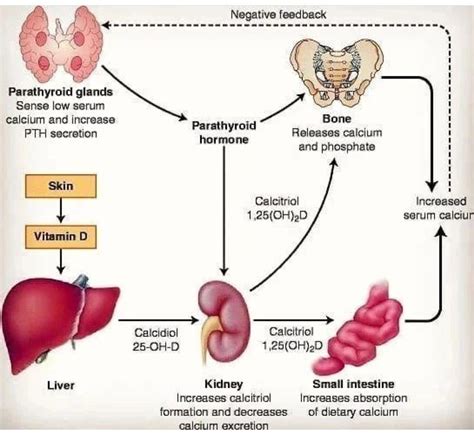 Vitamin D Metabolism Medizzy