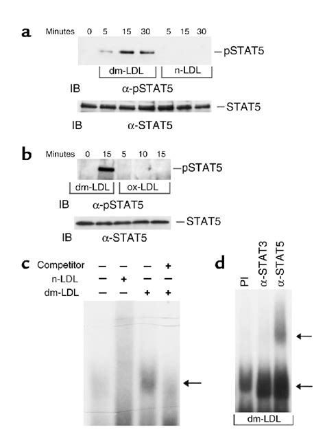 Stat Phosphorylation And P Sie Binding Activity Are Triggered By