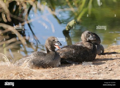 Musk duck australia biziura lobata hi-res stock photography and images ...