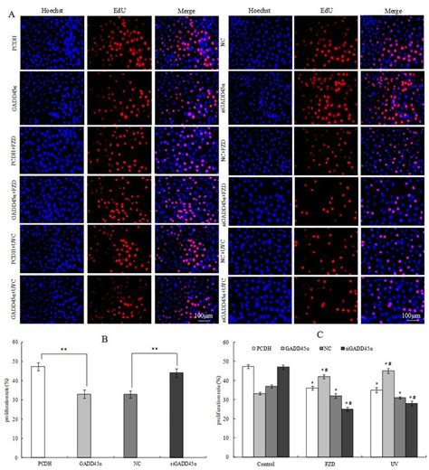 Effects of GADD45α expression changes on cell proliferation of BRL 3A