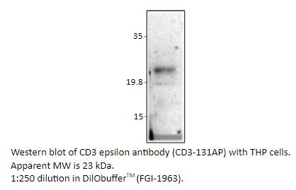 CD3 epsilon Antibody CD3-131AP | FabGennix