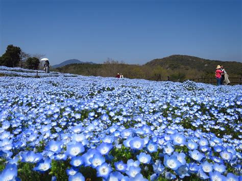 「ネモフィラブルーフェスタ」が始まりました。現在7分咲き！ るるパーク