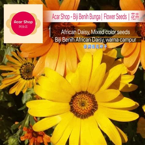 African Daisy Mixed Colour Seeds Benih Bunga African Daisy 非洲菊花种子 10 Seeds Acar Shop Lazada