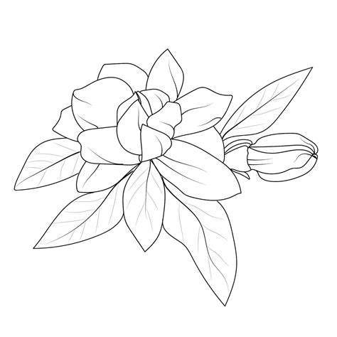 Premium Vector | Jasmine flower drawing realistic jasmine flower pencil drawing arabian jasmine ...