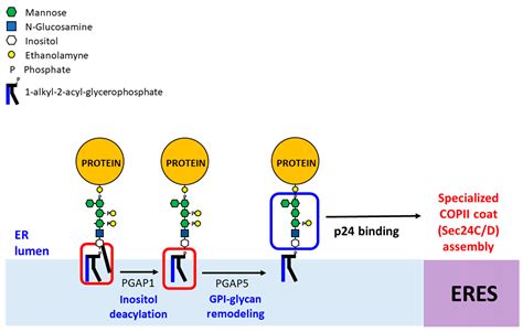 Ijms Free Full Text Endoplasmic Reticulum Export Of Gpi Anchored Proteins