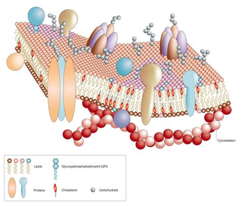 Plasma Membrane Structure And Function