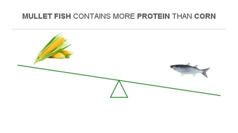 Compare Protein in Corn to Protein in Mullet fish