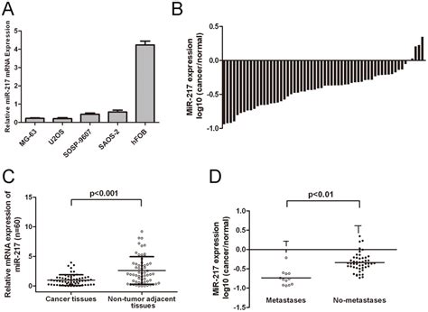 Mir 217 Is Downregulated In Human Osteosarcoma Cell Lines And Download Scientific Diagram