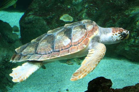 Loggerhead Sea Turtle Caretta Caretta Wiki Display Full Image