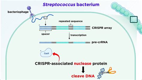 Crispr Cas Genome Editing Technology Youtube