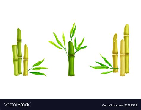 Green Bamboo Stems With Leaves Tropical Organic Vector Image