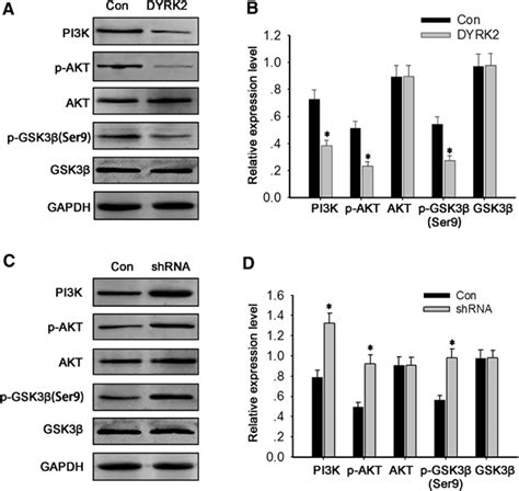 Dyrk2 Regulate Emt Through Pi3kaktgsk3β Signaling Pathway In Glioma