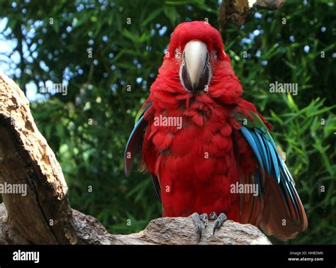 South American Red And Green Macaw Ara Chloropterus A K A Green