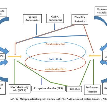 Of Proposed Mechanisms Of The Antidiabetic And Antiobesity Of