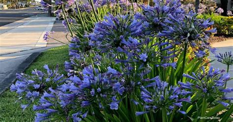 Agapanthus Blue How To Care For African Lily Of The Nile