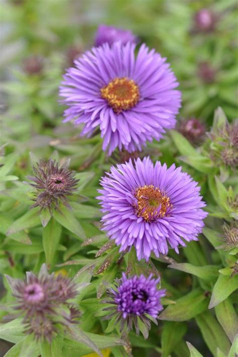 Aster Novae Angliae Purple Dome Frikarti Stauden AG