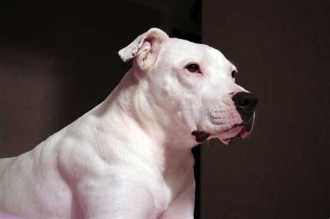 Avantages et inconvénients d un Dogue argentin Races de chiens