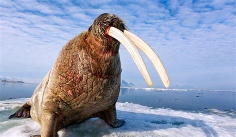 МОРЖ ᐈ Фото и описание
