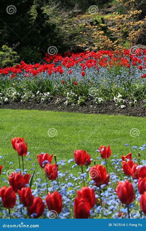 Tulip garden stock photo. Image of tulip, horticultural - 767514