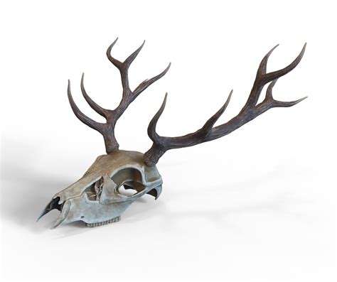 Skull Horns Deer 3d Model Turbosquid 1536972