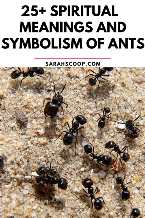 Symbolism Of Ants 25 Spiritual Ant Meanings