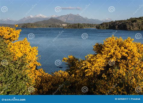 Lake Nahuel Huapi stock image. Image of lake, broom, yellow - 66968417