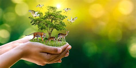 11 Captivating Facts About Wildlife Conservation