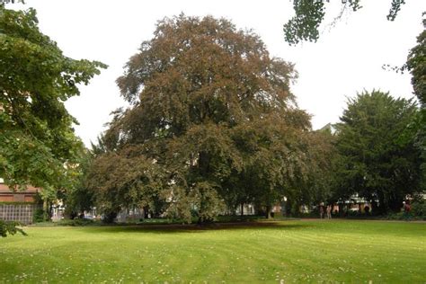 Bielefelder B Ume Blog Archive Blutbuche Auf Dem Alten Friedhof