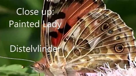 Close Up Painted Lady Distelvlinder Vanessa Cardui YouTube