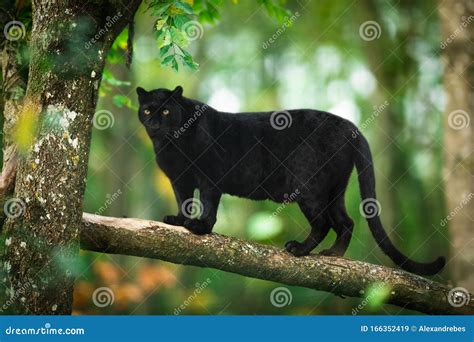 Black Panther In The Jungle Stock Image Image Of Background Furious