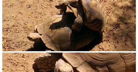 Tortoises Are Perverts Imgur