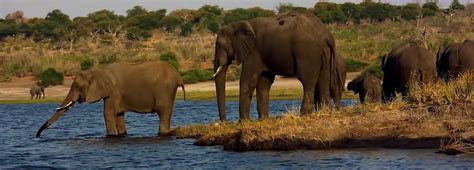 Kalahari Elephants Preparing To Cross Chobe River Photograph By Amanda