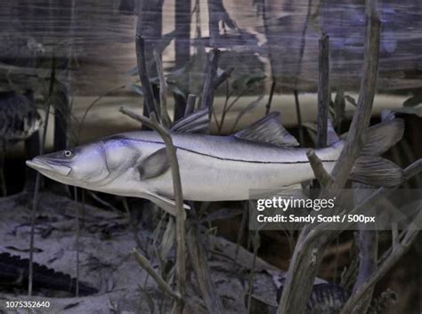 46 Snook Fish Stock Photos High Res Pictures And Images Getty Images