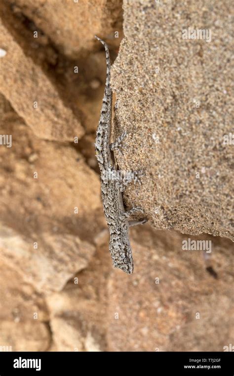 Kotschy S Gecko Mediodactylus Kotschyi Stock Photo Alamy