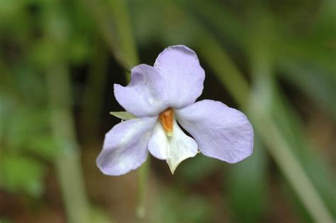 Viola Pedata Violaceae Image 5076 At PhytoImages Siu Edu