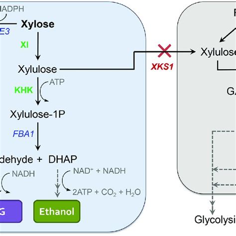 An Alternative Pentose Sugar Utilization In S Cerevisiae The System