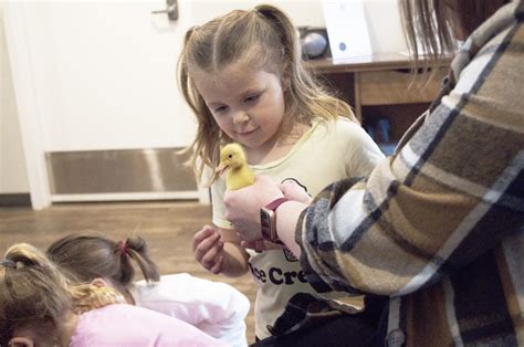 Duck delivery makes Wednesday bright - Prince Albert Daily Herald