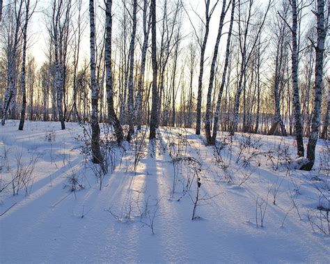 Fondos De Pantalla Luz De Sol Bosque Agua Naturaleza Cielo Nieve Invierno Rama Hielo