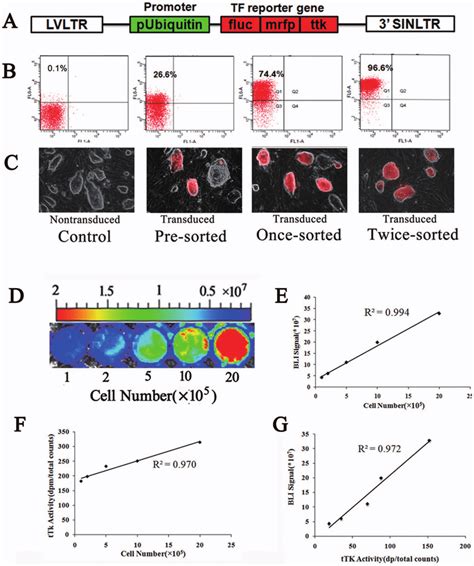 Lentiviral Transduction Of Ipscs A Lentiviral Vectors Consisting Of