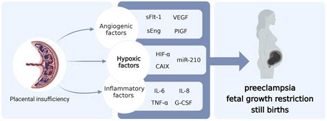 Cells Free Full Text From Molecules To Imaging Assessment Of