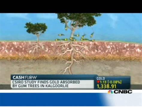 Scientists Find Gold Growing On Trees In Australia Equedia Investment