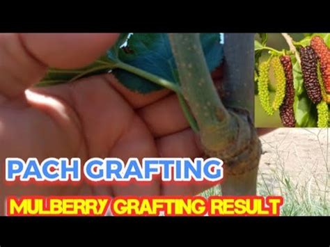 How To Graft Fruit Tree Mulberry Grafting Result How To Graft