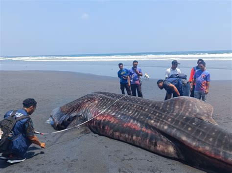 Bangkai Hiu Paus Seberat Satu Ton Di Pesisir Pantai Banjar Yeh Kuning