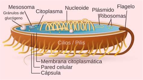 Célula procariota EcuRed