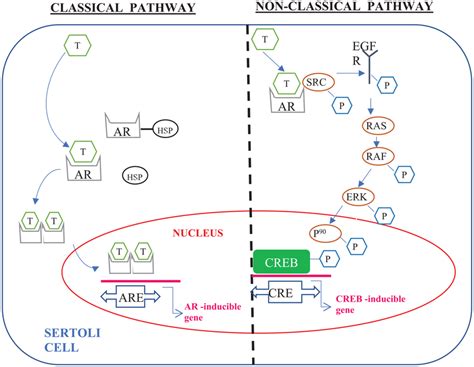 Classical Pathway Left And Nonclassical Pathway Right Of Download Scientific Diagram