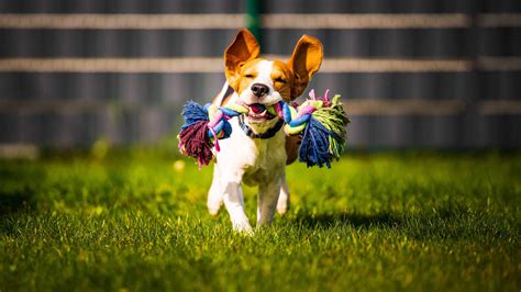 Synthetic turf: Pet-friendly grass is non-absorbent and anti-microbial