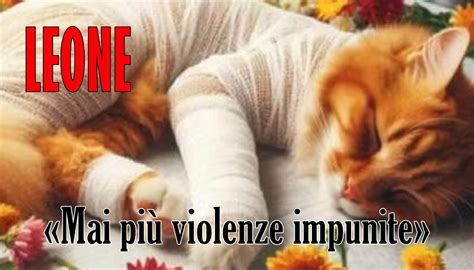 Girovagando News Leone Il Gatto Scuoiato Vivo Domenica La Fiaccolata