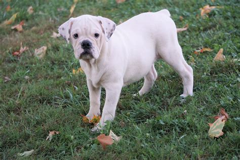 English Bulldogpuggle For Sale Sugar Creek Oh Male Connor Ac