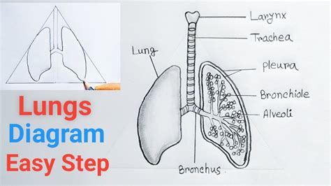 How To Draw The Lungs Step By Steplungs Drawing Easy Tutorial